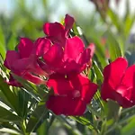 Διαμέρισμα Olivenblatt 4 Μπαρντολίνο