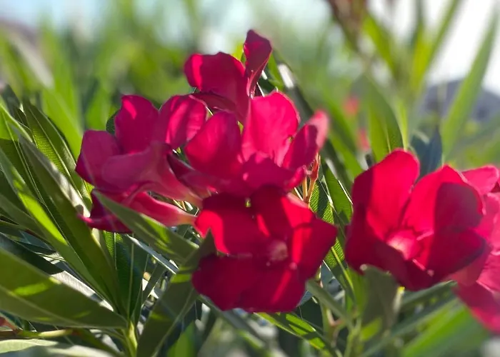 شقة Olivenblatt 4 باردولينو