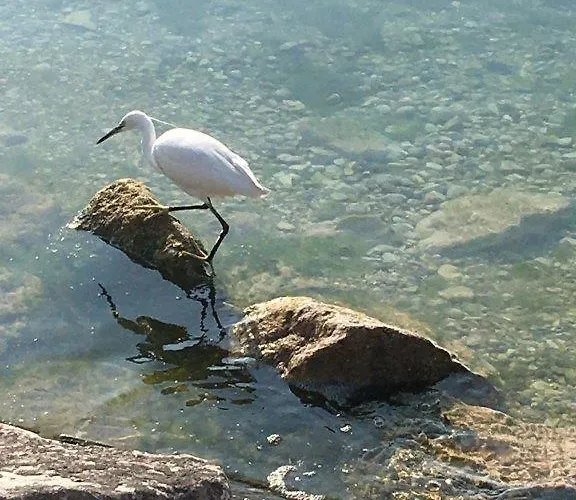 Olivenblatt 4 *