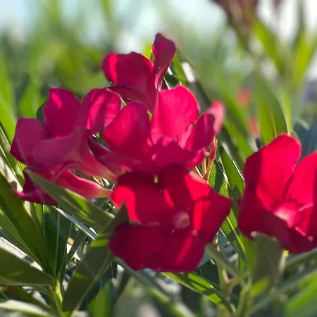 דירה Olivenblatt 4 ברדולינו