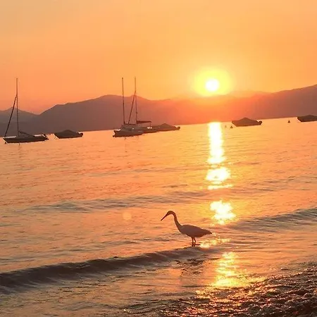 Olivenblatt 4 * ברדולינו